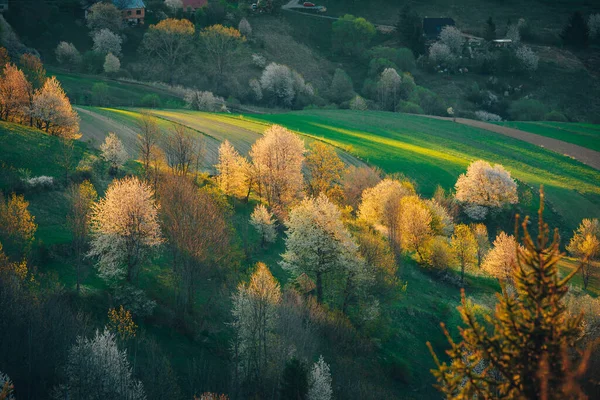 Spring Sunrise Rural Landscape Blossoming Cherries Bright Green Fields Small — Stock Photo, Image