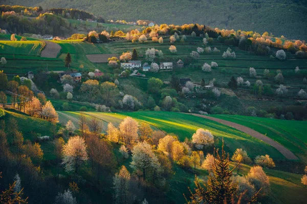 Luce Maestosa Nelle Montagne Primaverili Paesaggio Rurale Sole Illumina Ciliegi — Foto Stock