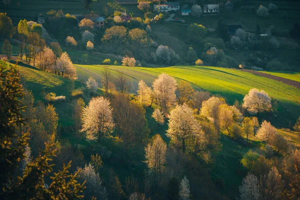 Majestatyczne Światło Wiosennych Górach Krajobraz Wiejski Słońce Oświetla Kwitnące Wiśnie — Zdjęcie stockowe