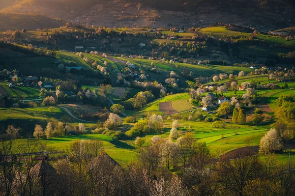 Alba Primaverile Paesaggio Rurale Con Ciliegie Fiore Campi Verdi Piccole — Foto Stock