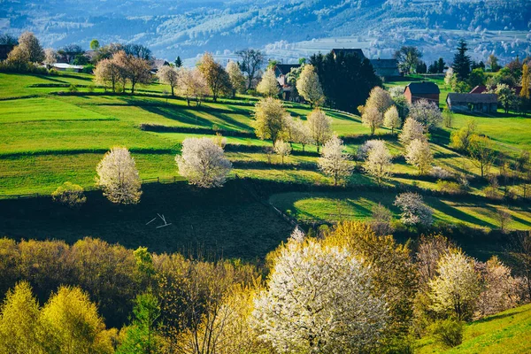 Morgonljus Vårlandskapet Vackra Gröna Lantbruksfält Små Hus Blomsterträd Varmt Soluppgångsljus — Stockfoto