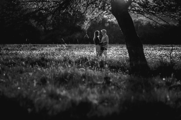 Couple Love Beautiful Sunset Light Standing Spring Meadow Full Dandelions — Stock Photo, Image