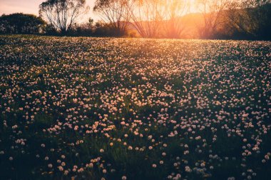Güzel karahindiba tarlaları yumuşak turuncu ve sarı gündoğumu ışıklarıyla