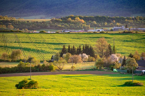 Όμορφη Άνοιξη Αγροτικό Τοπίο Στο Φως Ηλιοβασιλέματος Πράσινα Λιβάδια Αγροκτήματα — Φωτογραφία Αρχείου