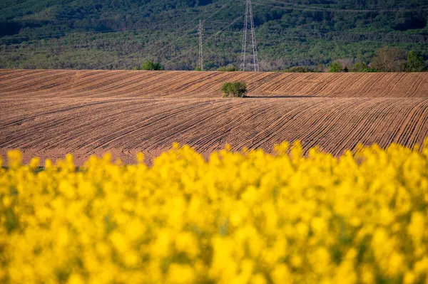 Αγροτεμάχιο Την Άνοιξη Κίτρινη Ελαιοκράμβη Και Φρεσκοοργωμένο Καστανό Χωράφι Έτοιμο — Φωτογραφία Αρχείου