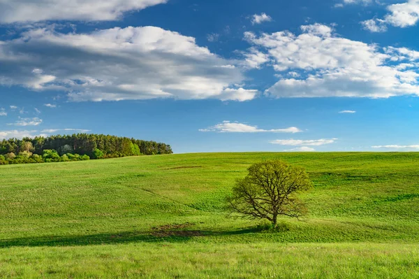 Carvalho Velho Prado Primavera Verde Paisagem Dia Ensolarado Com Céu — Fotografia de Stock