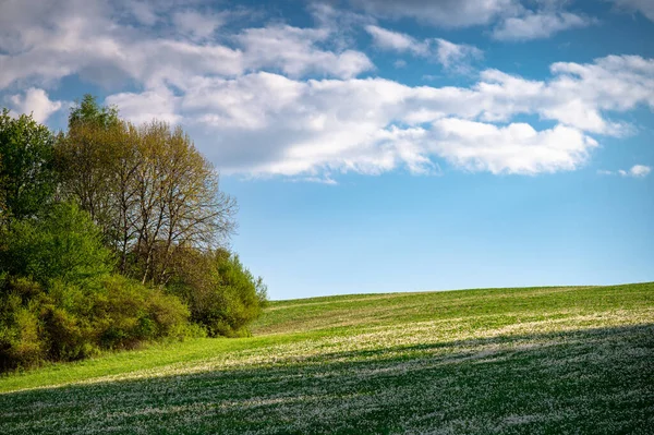Acalme Natureza Primavera Simples Prado Verde Por Floresta Dia Ensolarado — Fotografia de Stock