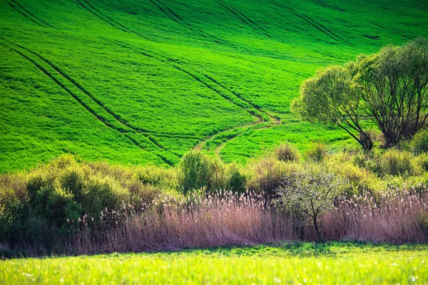 Schöne Frühlingslandschaft Grüne Felder Sonniger Zeit — Stockfoto
