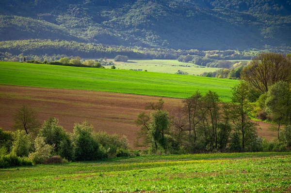 Green Spring Wallpaper Trees Meadows Agricultural Fields Edit Space — Stock Photo, Image