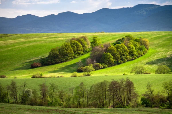 Зелені Весняні Шпалери Луки Ліс — стокове фото