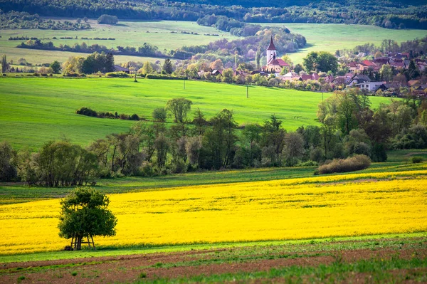 Paysage Rural Printanier Agricole Champs Jaunes Verts Église Maisons Arrière — Photo