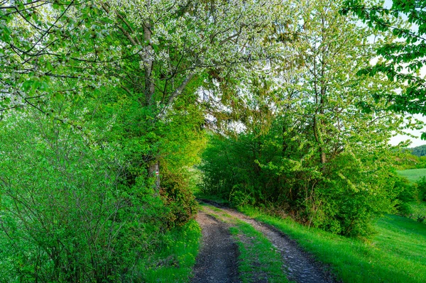 Estrada Natureza Primavera Verde — Fotografia de Stock