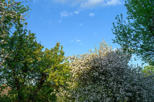 Vårträdgård Vackert Grönt Gräs Och Blommande Körsbärsträd Jordbruksmark Maj Vårtid — Stockfoto