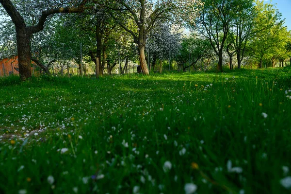 Primavera Giardino Rurale Bella Erba Verde Alberi Ciliegio Fiore Terreni — Foto Stock