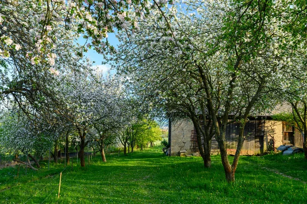 Весняний Сільський Сад Красива Зелена Трава Квітучі Вишневі Дерева Фермерські — стокове фото