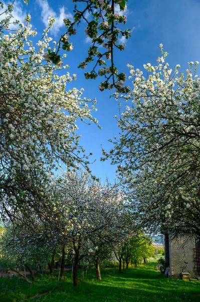 Jardim Rural Primavera Bela Grama Verde Cerejeiras Flor Terras Agrícolas — Fotografia de Stock