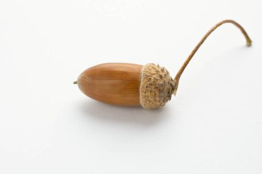 İzole edilmiş beyaz bir arkaplanda olgun bir palamut.