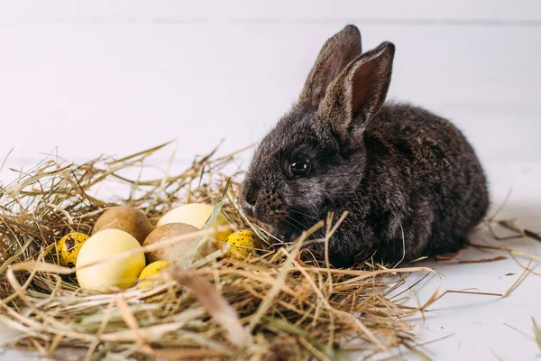 Conejo Pascua Con Huevos Pascua Nido Heno Pequeño Conejo Gris — Foto de Stock