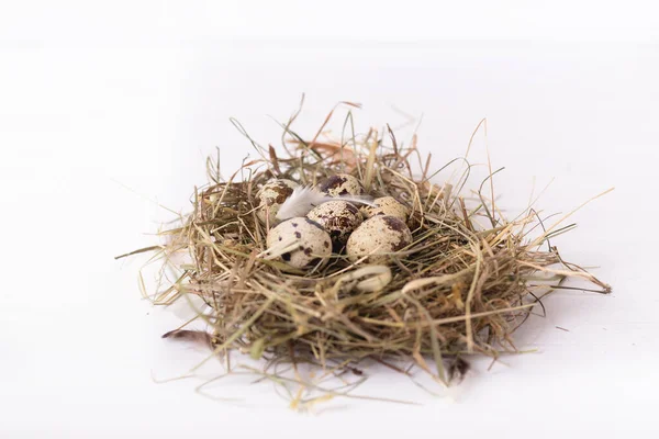 Nest Quail Eggs White Wooden Background — Stock Photo, Image