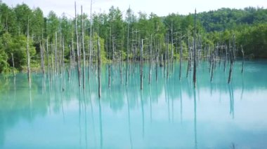 Biei, Hokkaido 'nun doğal harikası. Güneşli bir yaz gününde Mavi Göl. Shirogane kaplıcalarının yakınında yer alan Mavi Gölet, turkuaz su ve ölü huş ağaçlarının manzarasıyla ünlüdür..