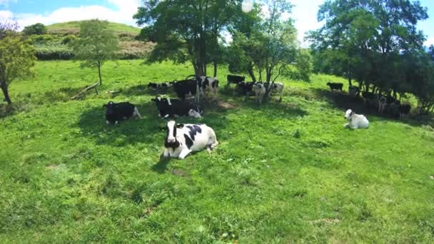 北海道フィールドの晴れた夏の日に牧草地で緑の草の放牧に横たわっている酪農牛 — ストック動画