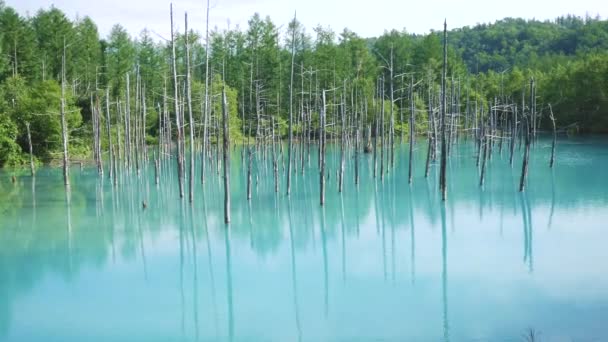 Natural Wonder Biei Hokkaido Blue Pond Sunny Summer Day Located — Stock Video