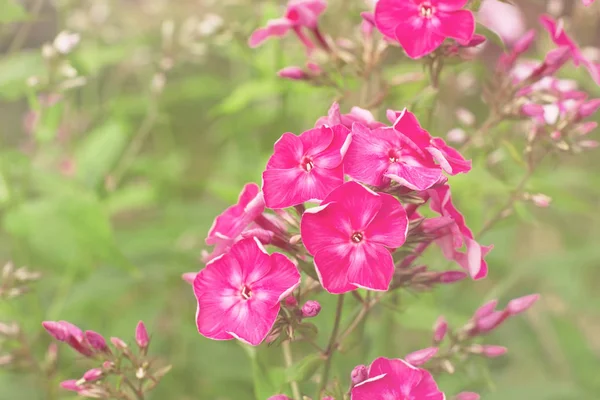 Blüten Rosa Und Weißer Phlox Sommer Garten — Stockfoto