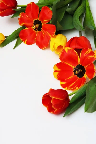 Beyaz bir arka plan üzerinde kırmızı ve Sarı Lale. Kartpostal için arka plan. Bahar çiçekleri. 8 Mart