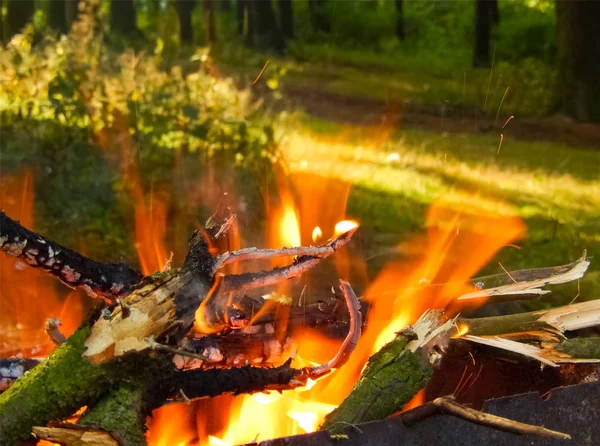 ormanda odun yakmak. Ormanda şenlik ateşi