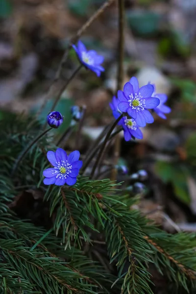 çam dalları ve kardelen. yosunları asil. Belarus ormandaki ilk bahar çiçekleri