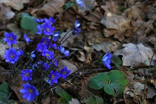 Liverwort Noble First Spring Flowers Belarusian Forest Snowdrops — Stock Photo, Image
