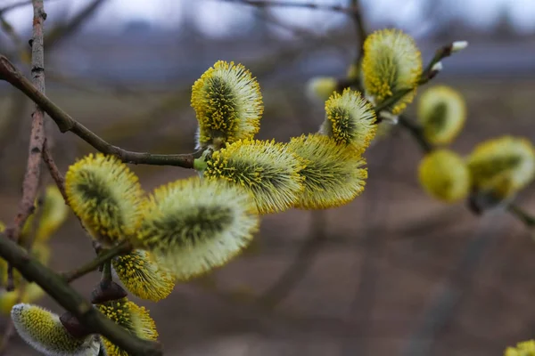 mühürler çiçek çiçek açması söğüt