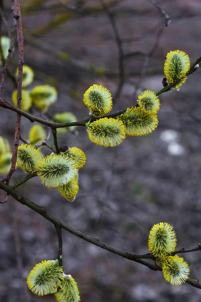 willow, mühürler çiçekli çiçekli