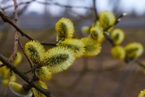 mühürler çiçek çiçek açması söğüt
