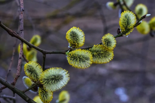 mühürler çiçek çiçek açması söğüt