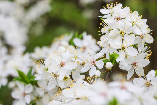 Çiçek açan kiraz. Çiçek açan kiraz bir dalı.