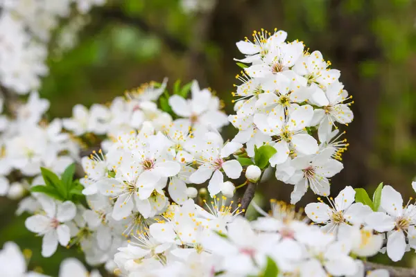 Çiçek açan kiraz. Çiçek açan kiraz bir dalı.