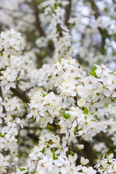 Çiçek açan kiraz. Çiçek açan kiraz bir dalı.