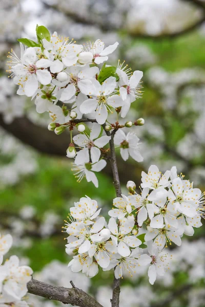 Çiçek açan kiraz. Çiçek açan kiraz bir dalı.