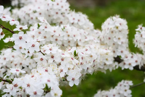 Çiçek açan kiraz. Çiçek açan kiraz bir dalı.