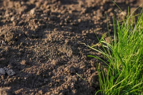 Ülkede sürülmüş arazi ve genç çim