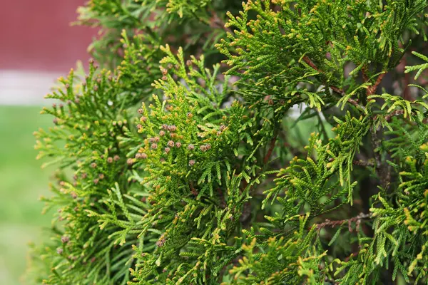 Yapraklar ilkbaharda. Genç Thuya