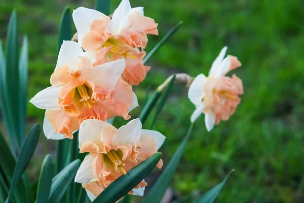 Çiçekli nergis. Turuncu bir orta nergis.