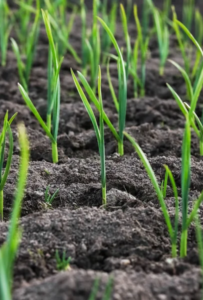 Sarımsak bir yatak. Kış sarımsak bahar gül.