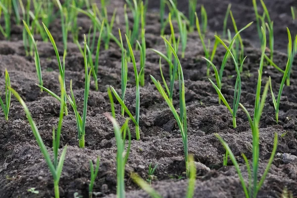 Sarımsak bir yatak. Kış sarımsak baharda yükseldi. Krup genç sarımsak