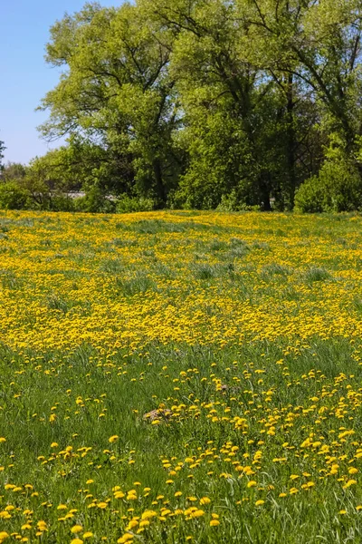 Alan çiçekli karahindiba