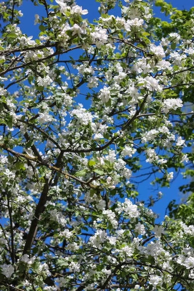 Gökyüzüne karşı yeni gelişen bir elma ağacının dalları
