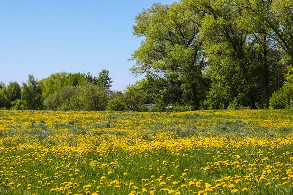Alan çiçekli karahindiba