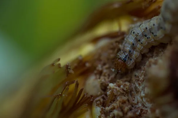 Insectes Mangeant Des Grains Maïs — Photo
