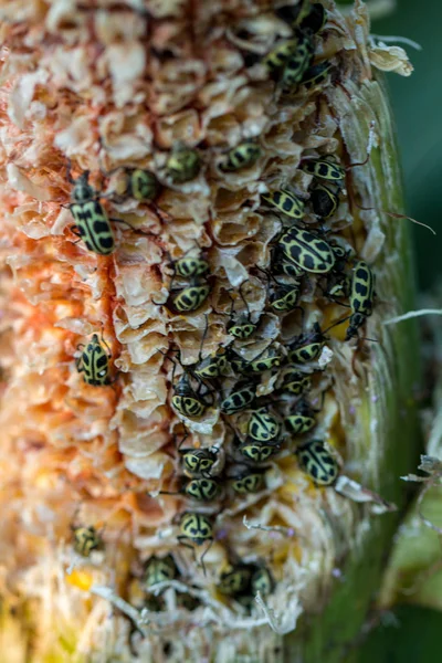 insects eating corn grains